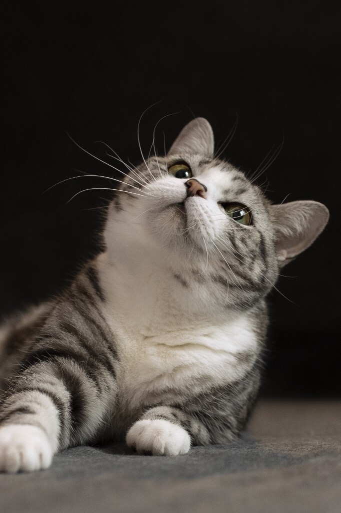最简单的往往是最经典的,猫猫歪着小脑袋认真的样子最可爱。