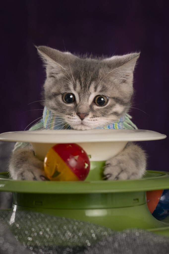 最喜欢给小奶猫拍照了,它们几乎不会怕生,管你怎么拍,我一心一意玩儿就好了。