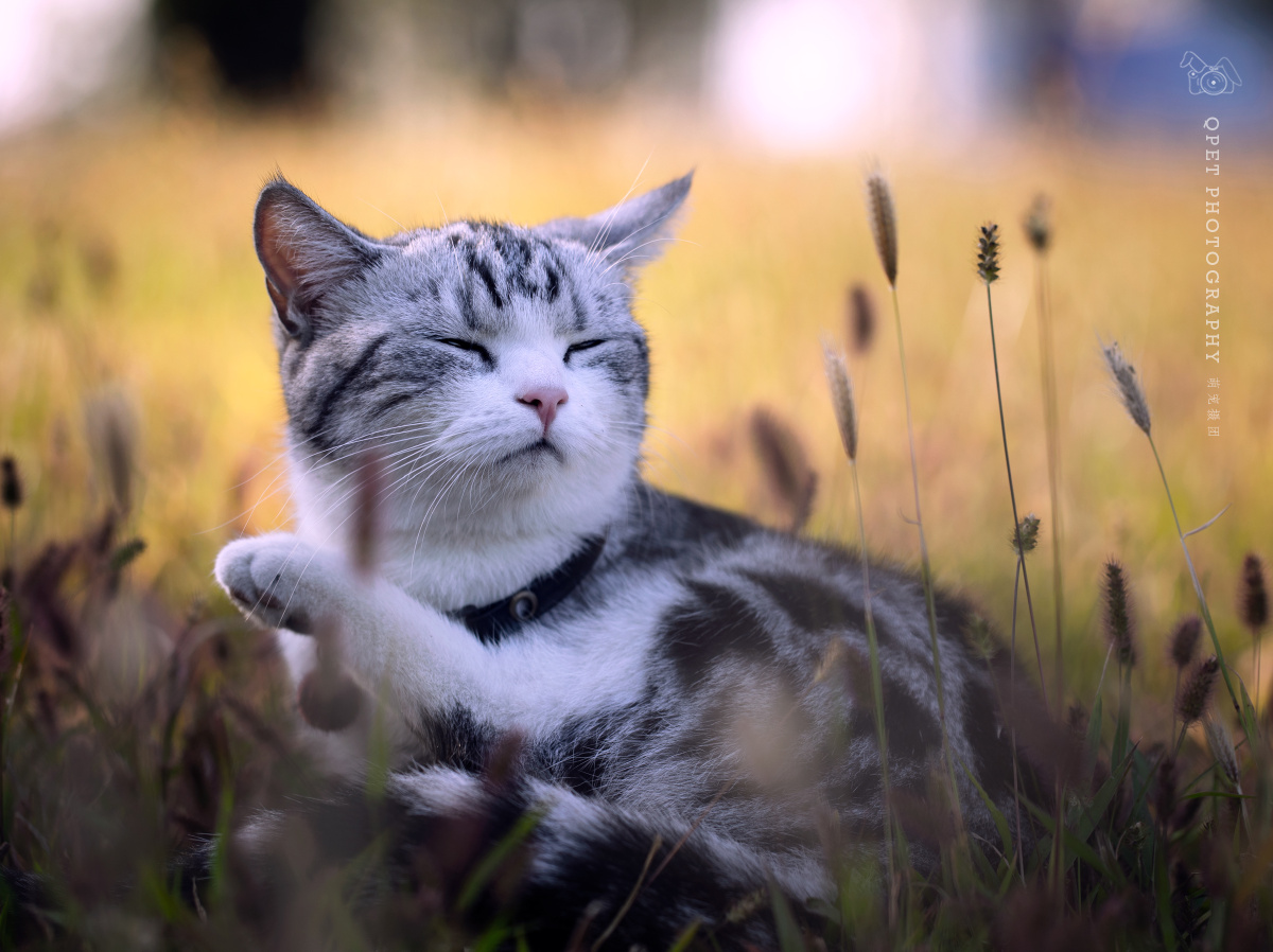 虎斑猫猫动物宠物#小猫可爱萌宠2031/1203萌宠摄团2019年9月28日992