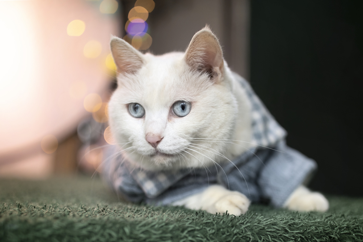中华田园猫的盛世美颜