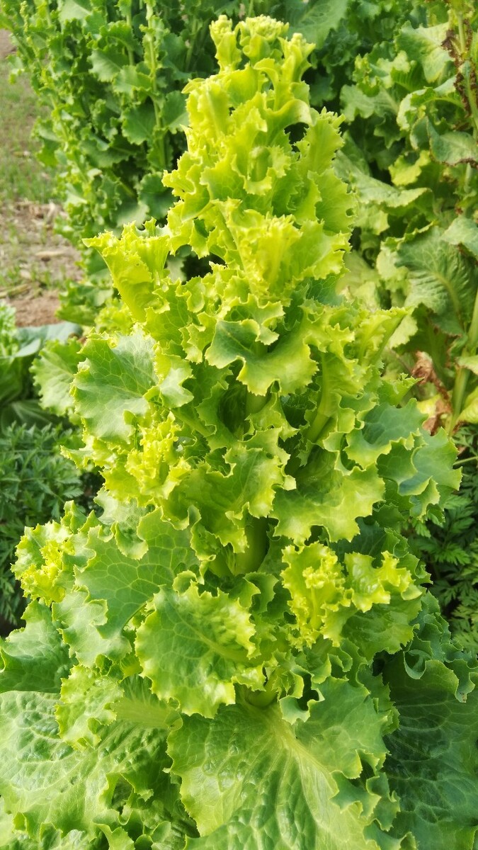 招财进宝白菜什么意思