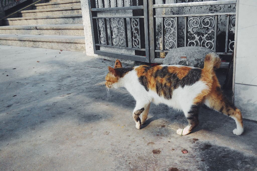 猫跟你都想了解