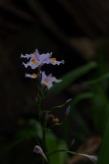 IMGP4015.JPG