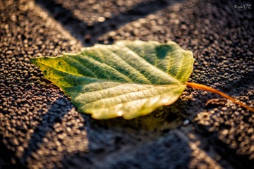 dsc_4616_2-1_