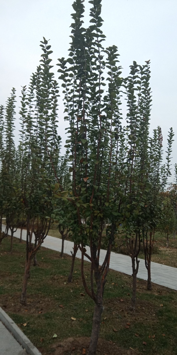 玉溪苗木基地苗木价格,莆田苗木基莆田苗木基地