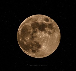 DSC_7206-1