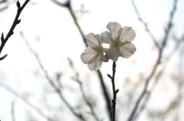 IMGP5979_1