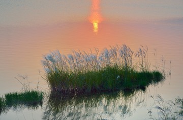 夕阳下的芒芒草（2）