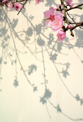 一枝桃花出墙来