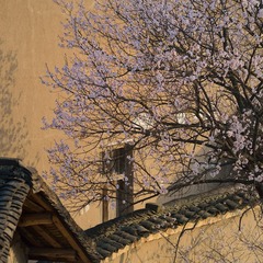 桃花依旧笑春风