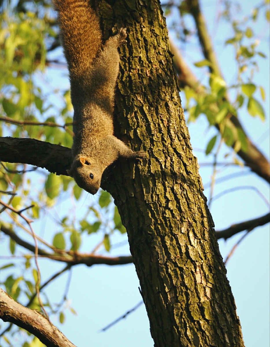 云南大学·偷懒的松鼠