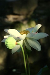 IMG_4501_副本.JPG