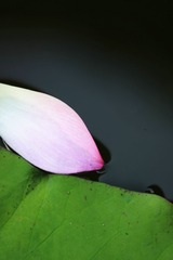 IMG_4544_副本.JPG