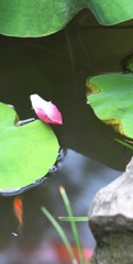 IMG_4659_副本.JPG
