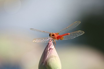 IMG_4679_副本.JPG