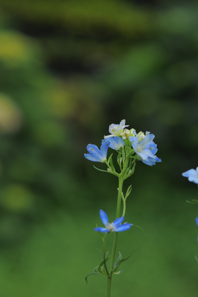 无意苦争春一任群芳妒