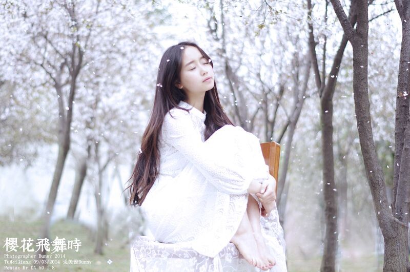 樱花飞舞时