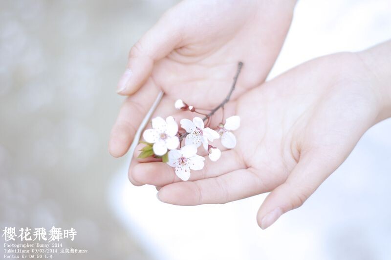 樱花飞舞时