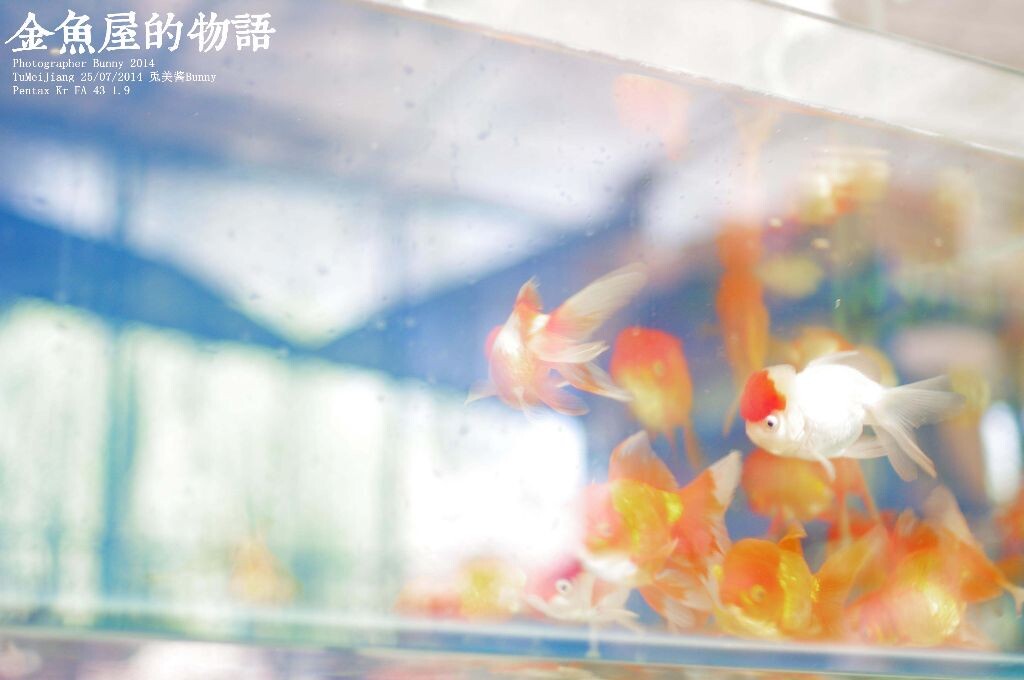 金鱼屋的物语