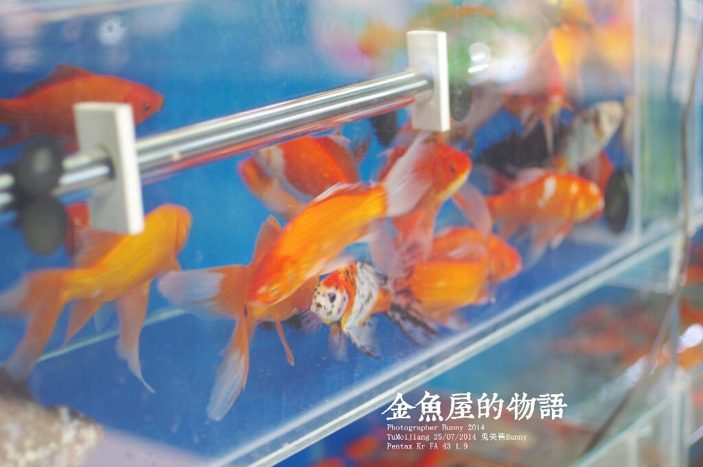 金鱼屋的物语
