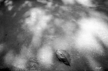 LUCKY SHD100 15