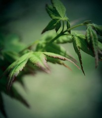 nEO_IMG_DSC_0023.jpg