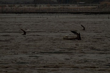 IMG_2950-2