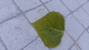 252638