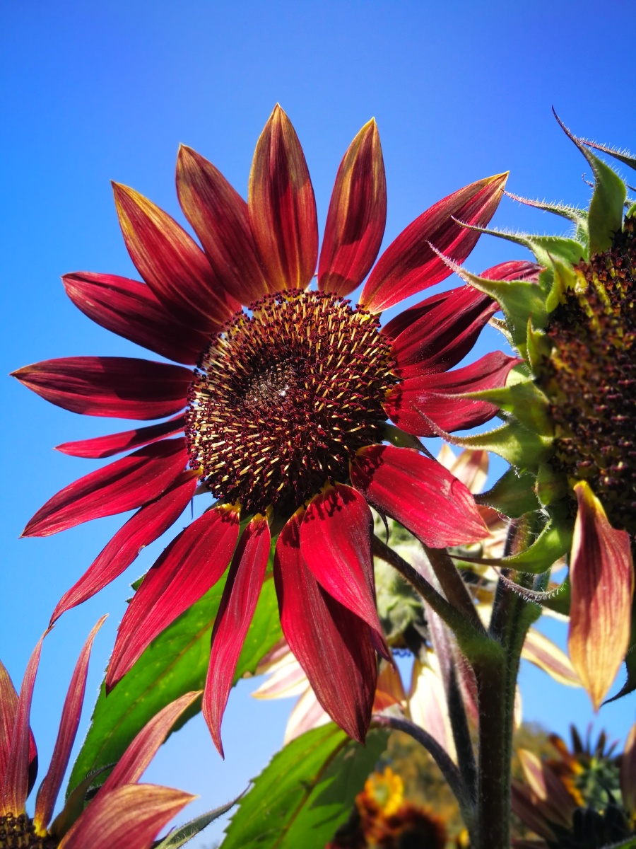 接近紫黑色的向日葵还是第一次见到透过明亮的阳光呈现出浓郁的色彩