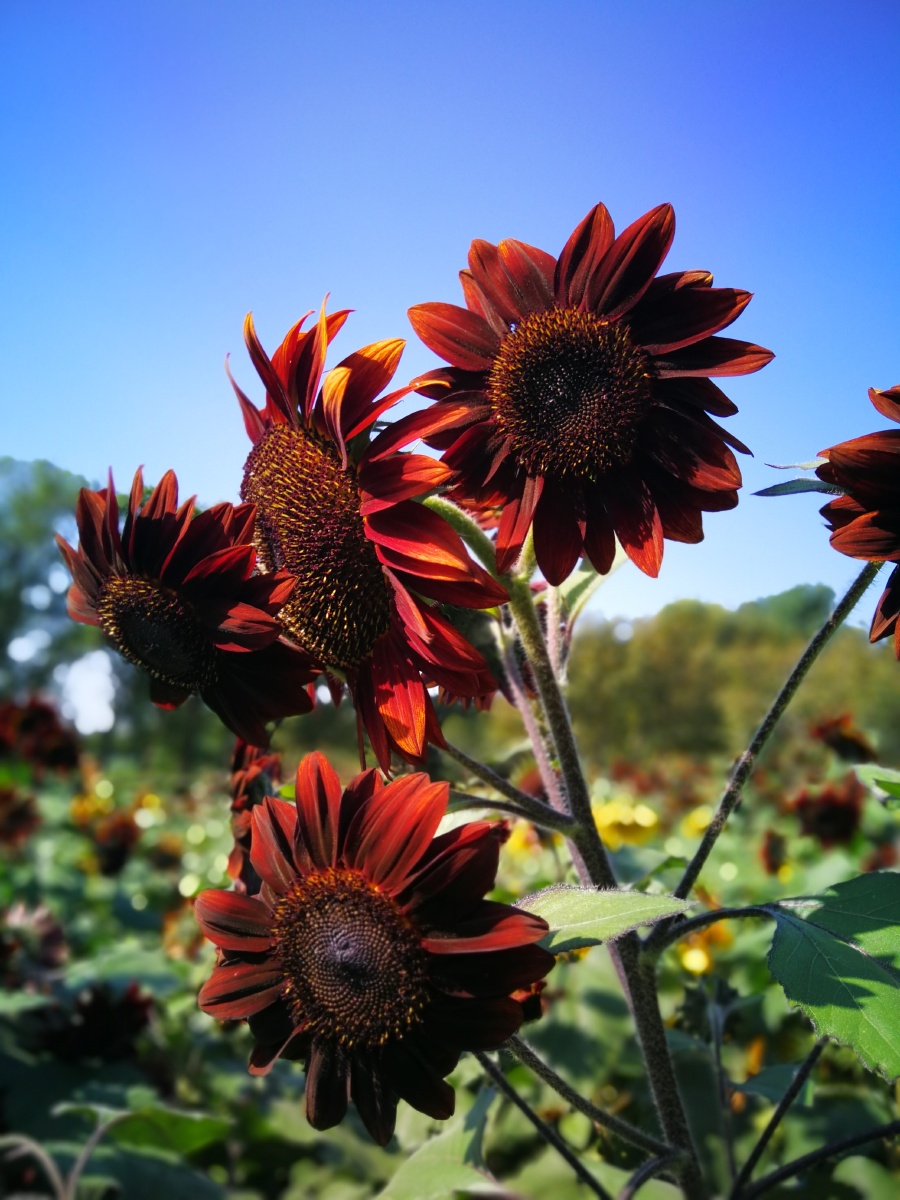 接近紫黑色的向日葵还是第一次见到透过明亮的阳光呈现出浓郁的色彩