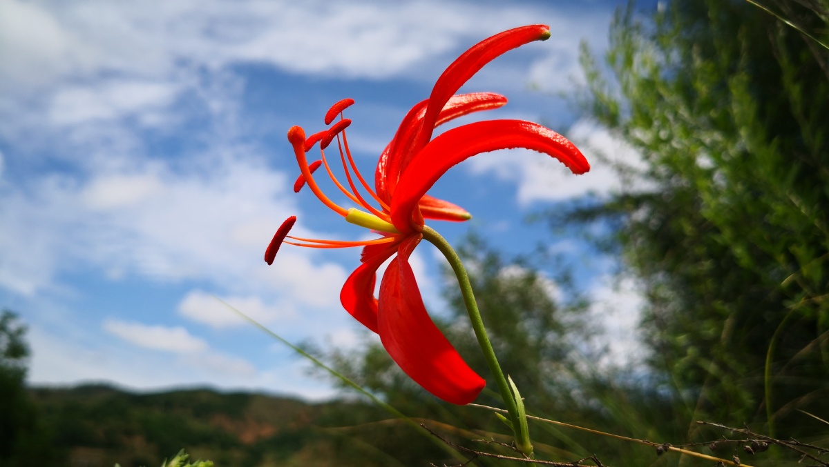 山丹丹开花红艳艳