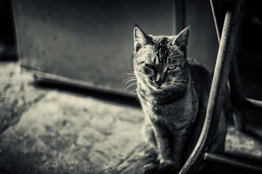 跟老婆回娘家，发现小猫在家中，立刻将“模特”拍了下来。
