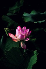 DSC03494_副本.jpg