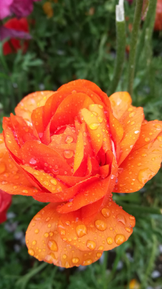 万紫千红总是春