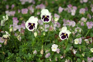 20140420-DSCF2594-2