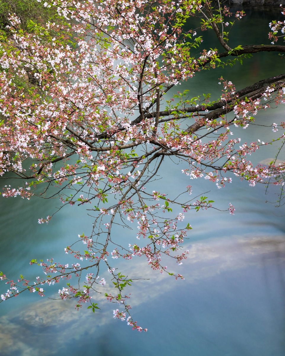 杭州太子湾樱花