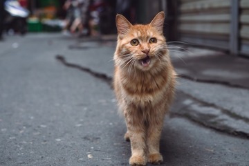 喵~~~