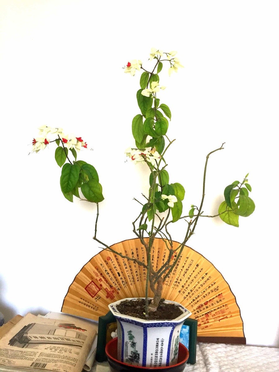 龙吐珠