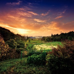 DSC_4519a.jpg