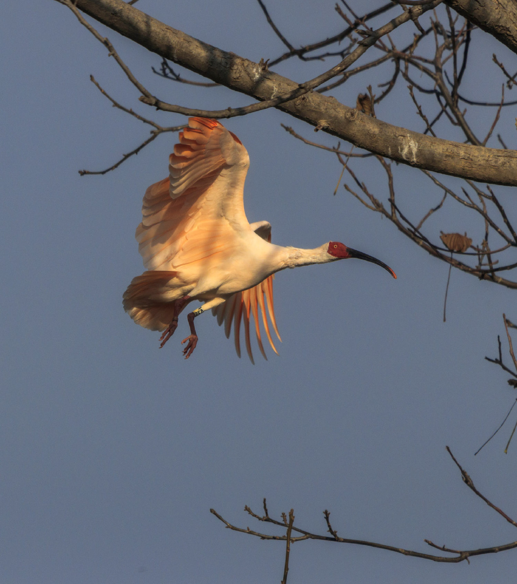 点赞是美德,打赏是鼓励打赏还没有人打赏,快来当第一个打赏的人吧鸟