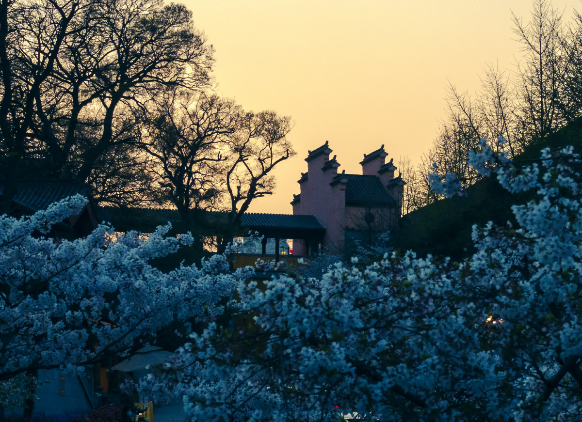 春天的南京鸡鸣寺
