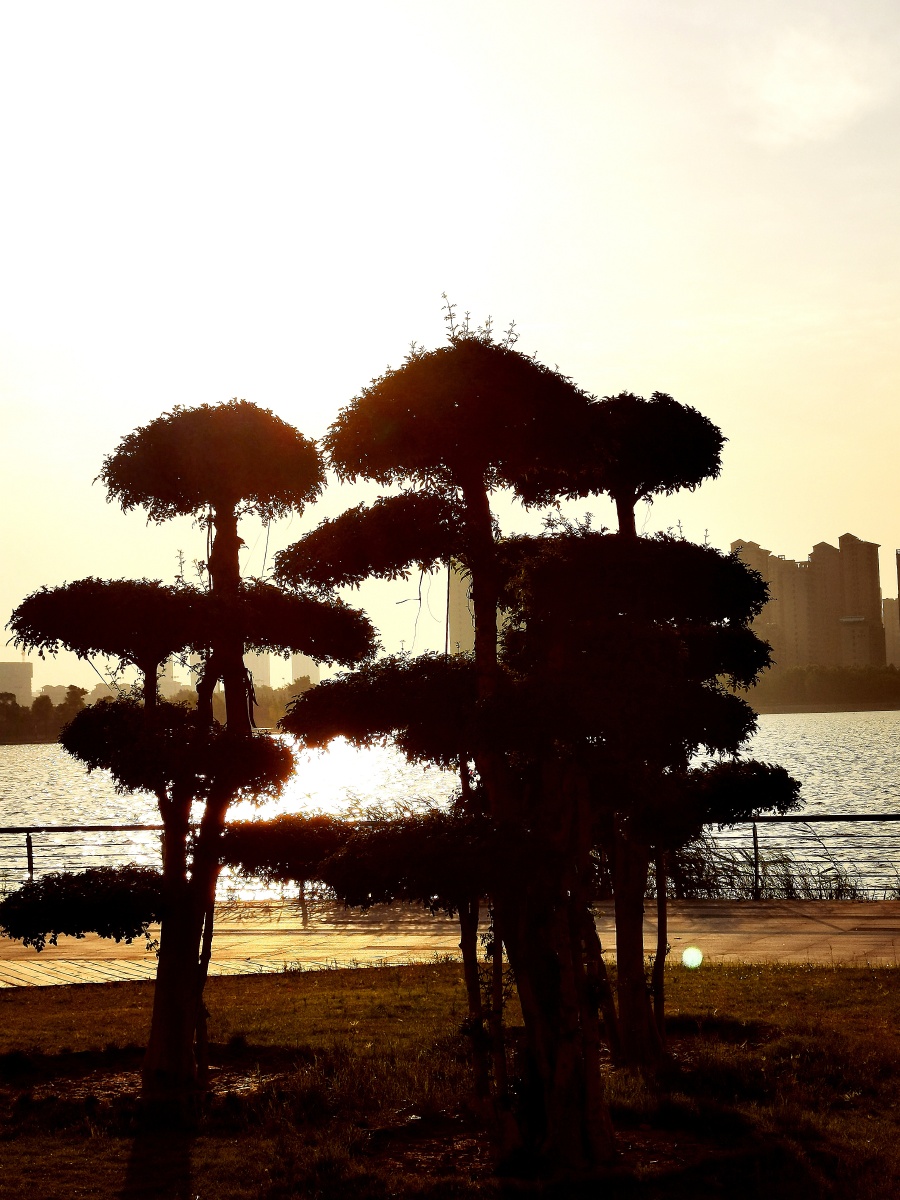 婆娑树影 - 山里人9999 - 图虫