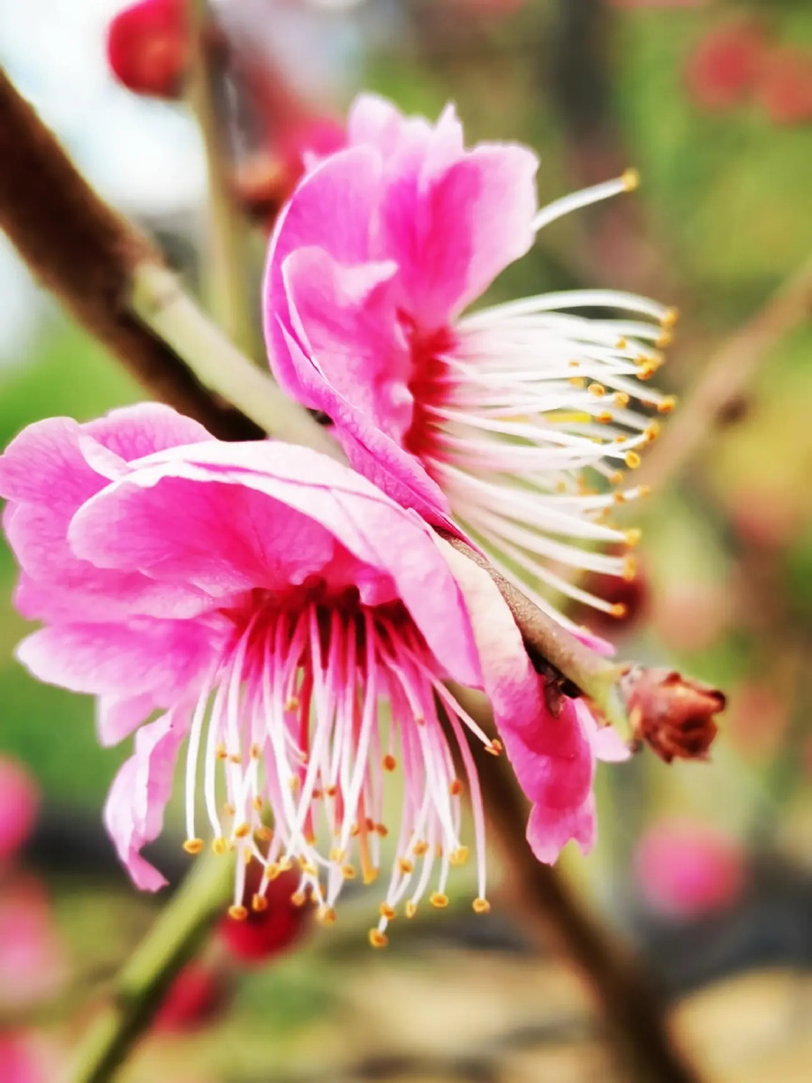 并蒂梅 - 山里人9999 - 图虫