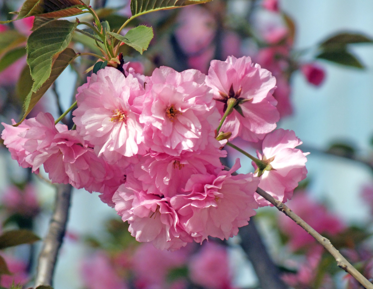 272163 - 山里人9999