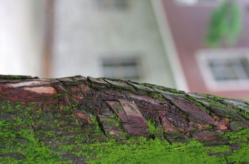 IMGP0035.JPG