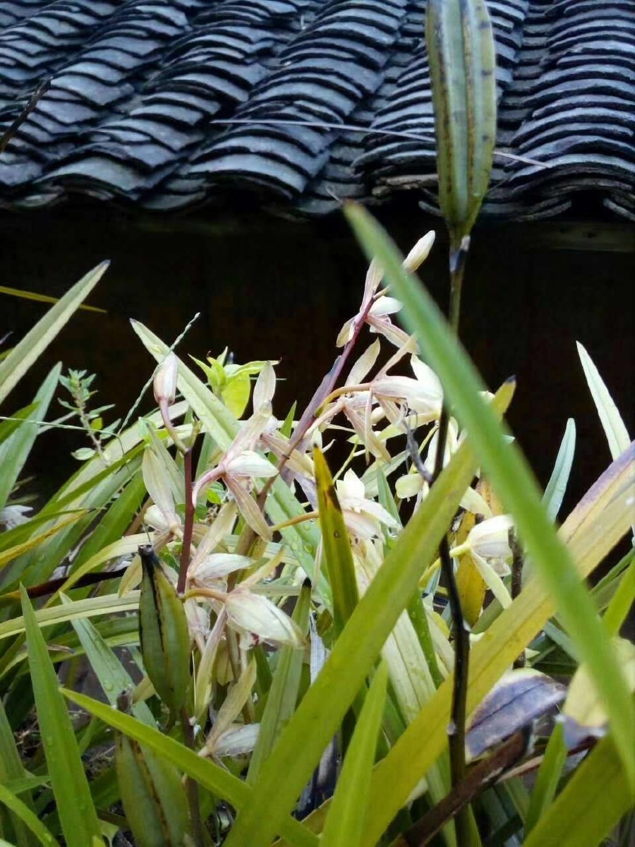 门口的野生四季兰