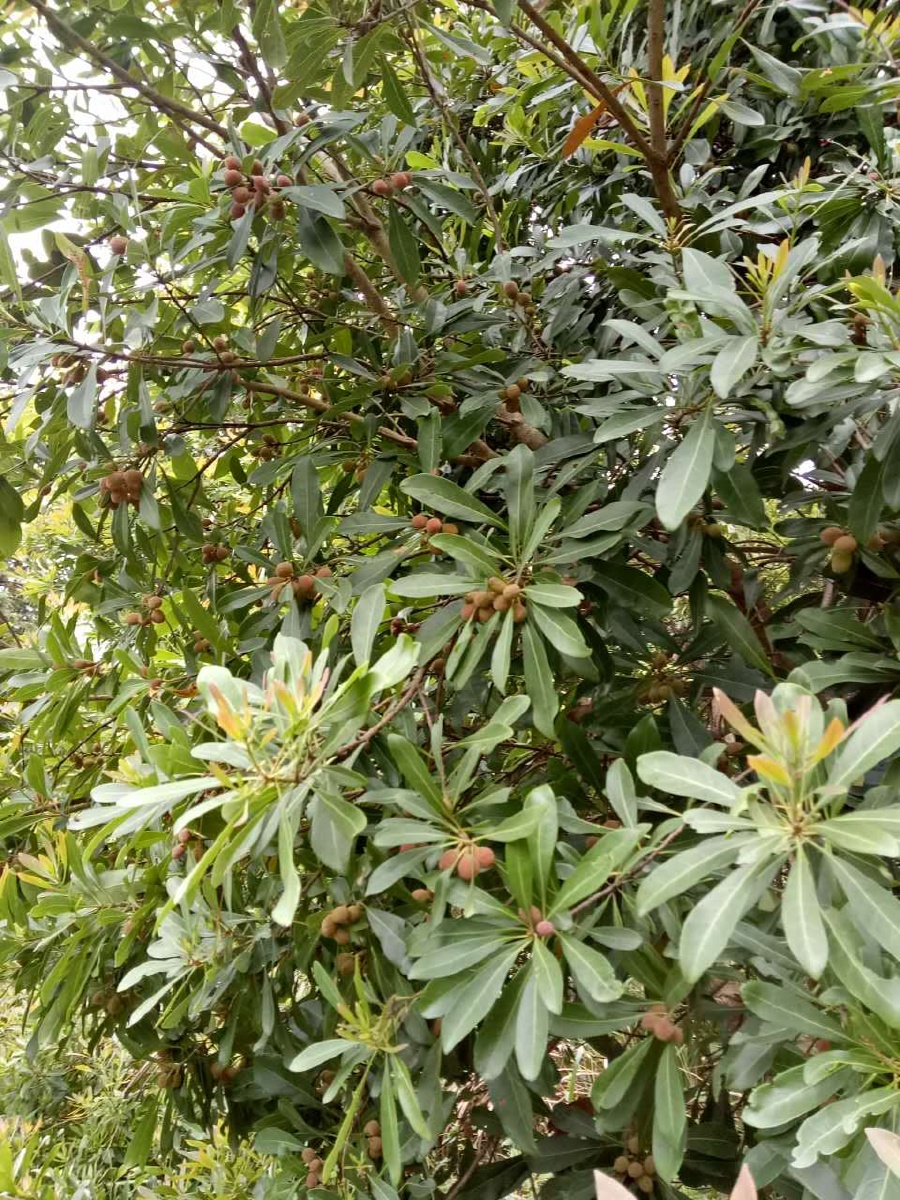 金沙牛自然生态