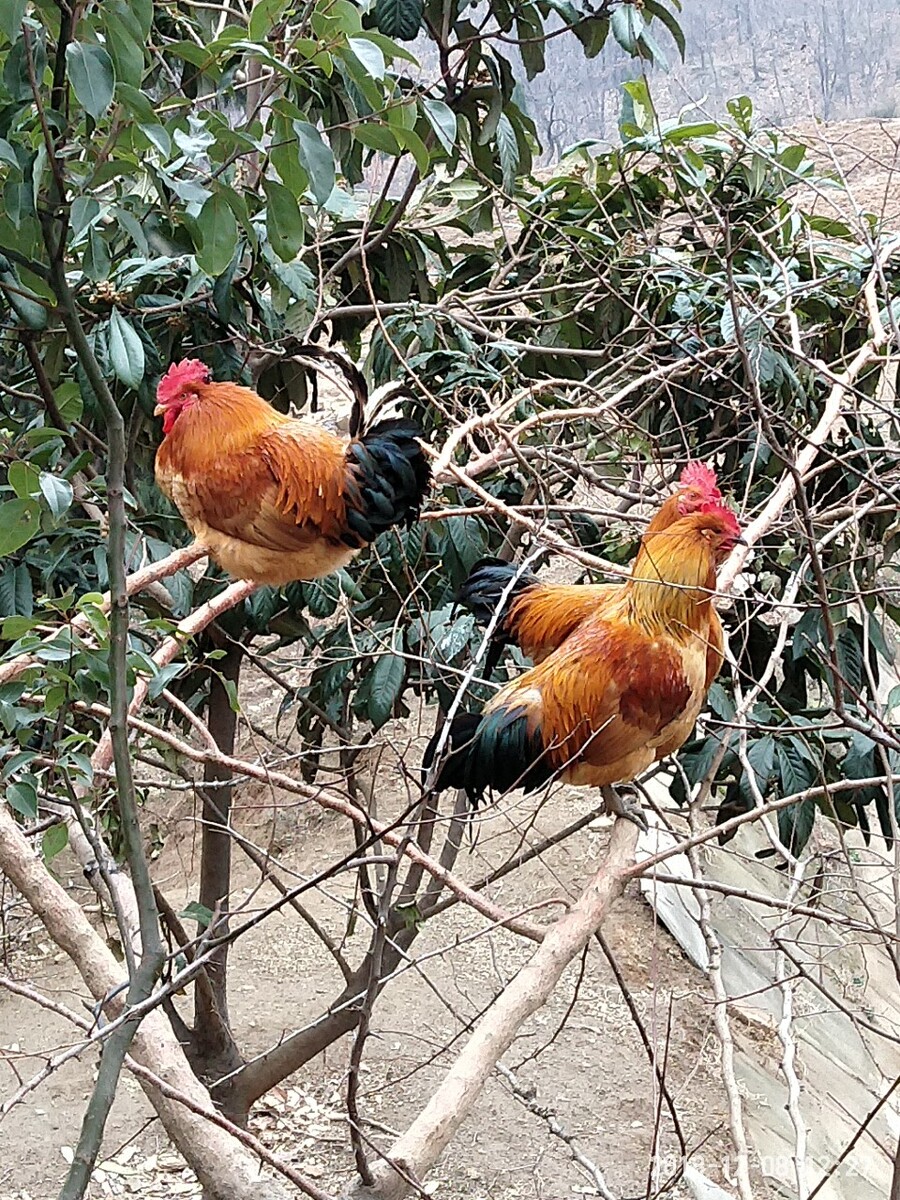 山坑凤是什么鸡