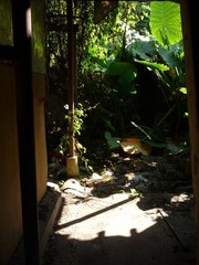 garden in village