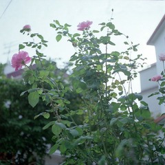 Batch Pict0151.jpg
